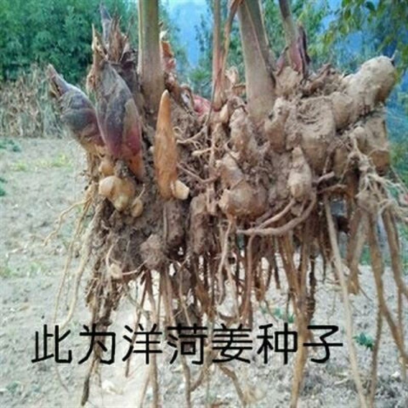 阳荷种根洋河根洋火野生阳荷种根绿色植物绿色食品