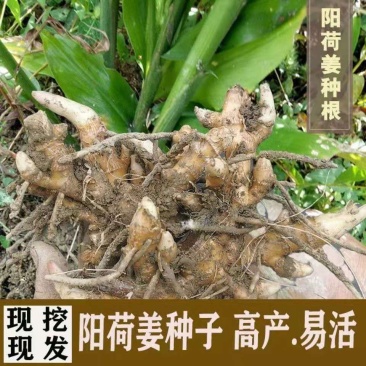 阳荷种根洋河根洋火野生阳荷种根绿色植物绿色食品