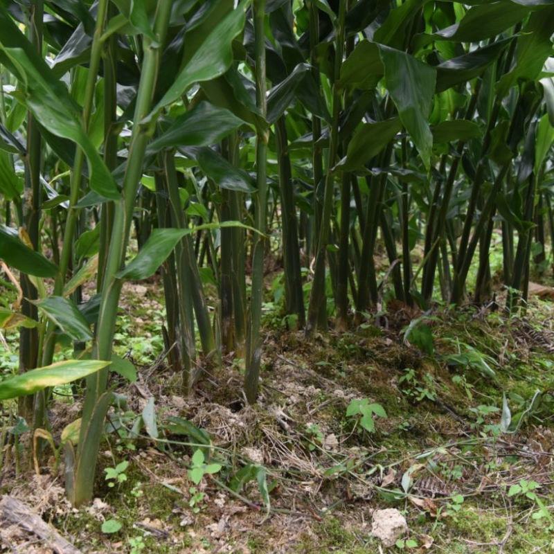 阳荷种根洋河根洋火野生阳荷种根绿色植物绿色食品