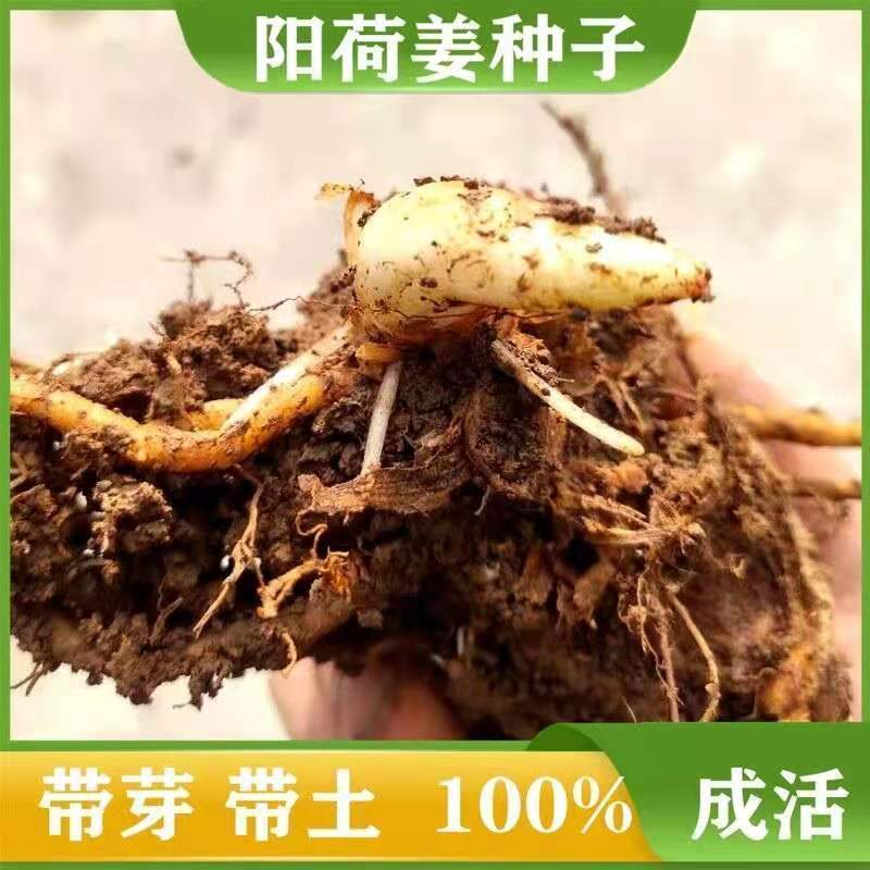 阳荷种根洋河根洋火野生阳荷种根绿色植物绿色食品