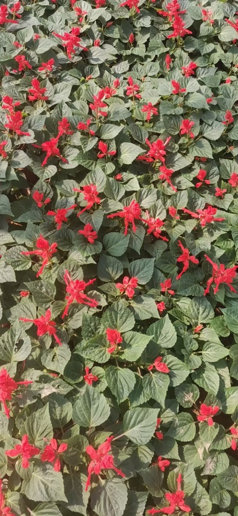 一串红带花苞带花一串红产地直发一手货源