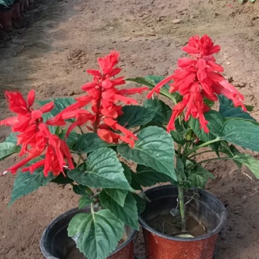 一串红带花苞带花一串红产地直发一手货源