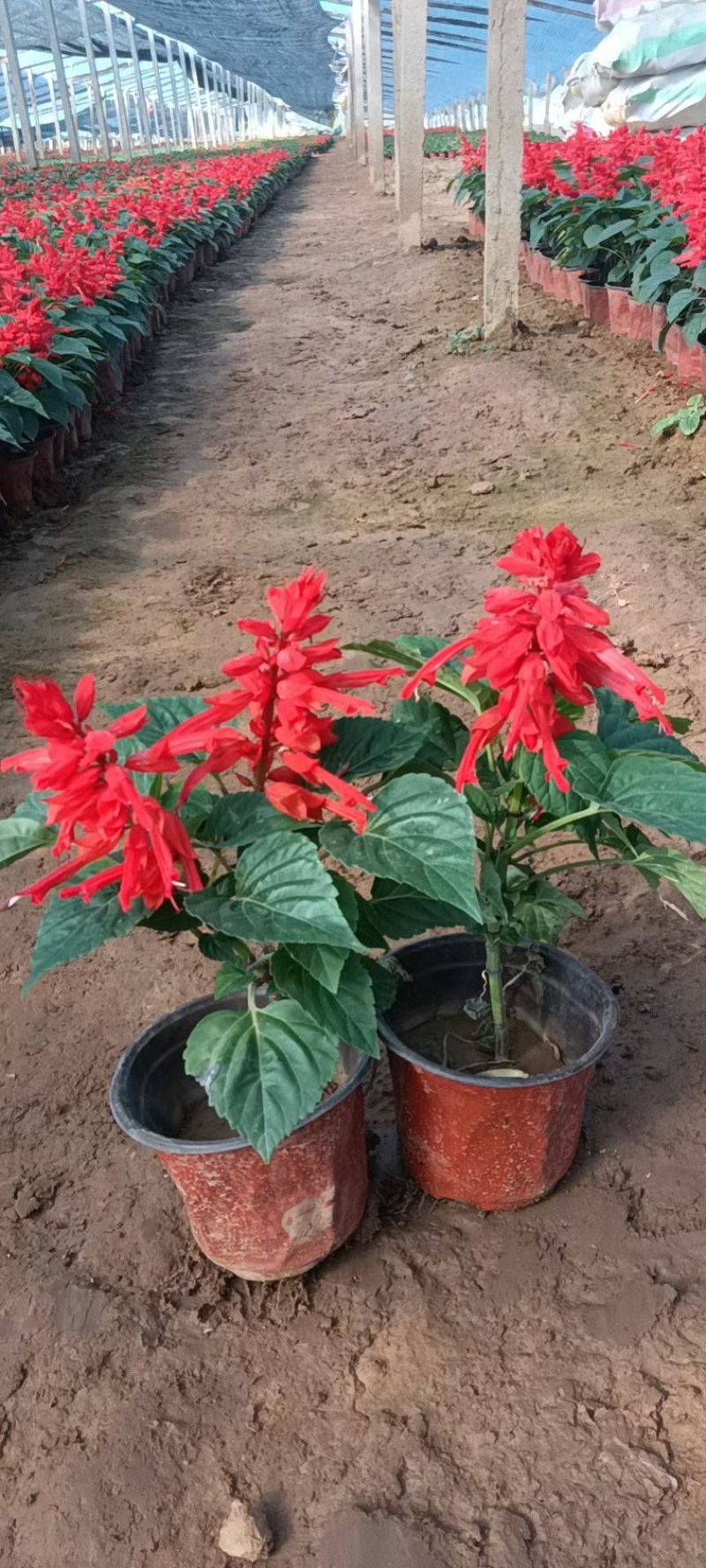 一串红带花苞带花一串红产地直发一手货源