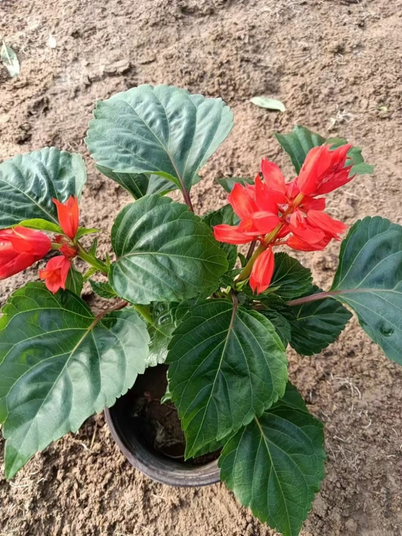 一串红带花苞带花一串红产地直发一手货源