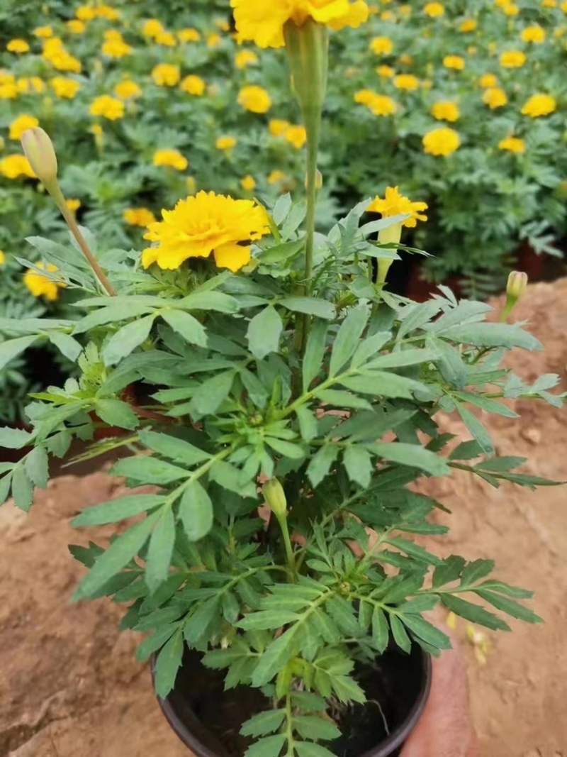 孔雀草基地橘红孔雀草黄孔雀草大量供应批发价格