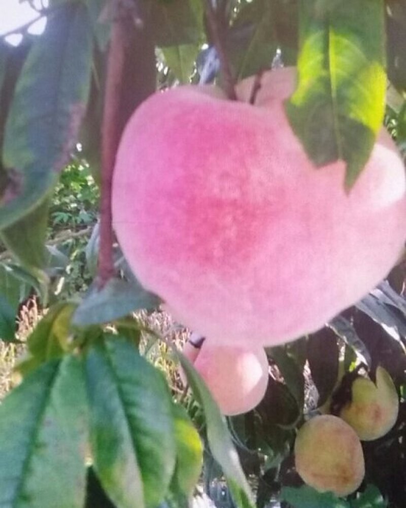 蓟州区中华寿桃以成熟