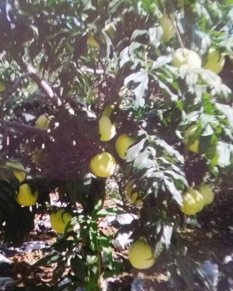 蓟州区中华寿桃以成熟
