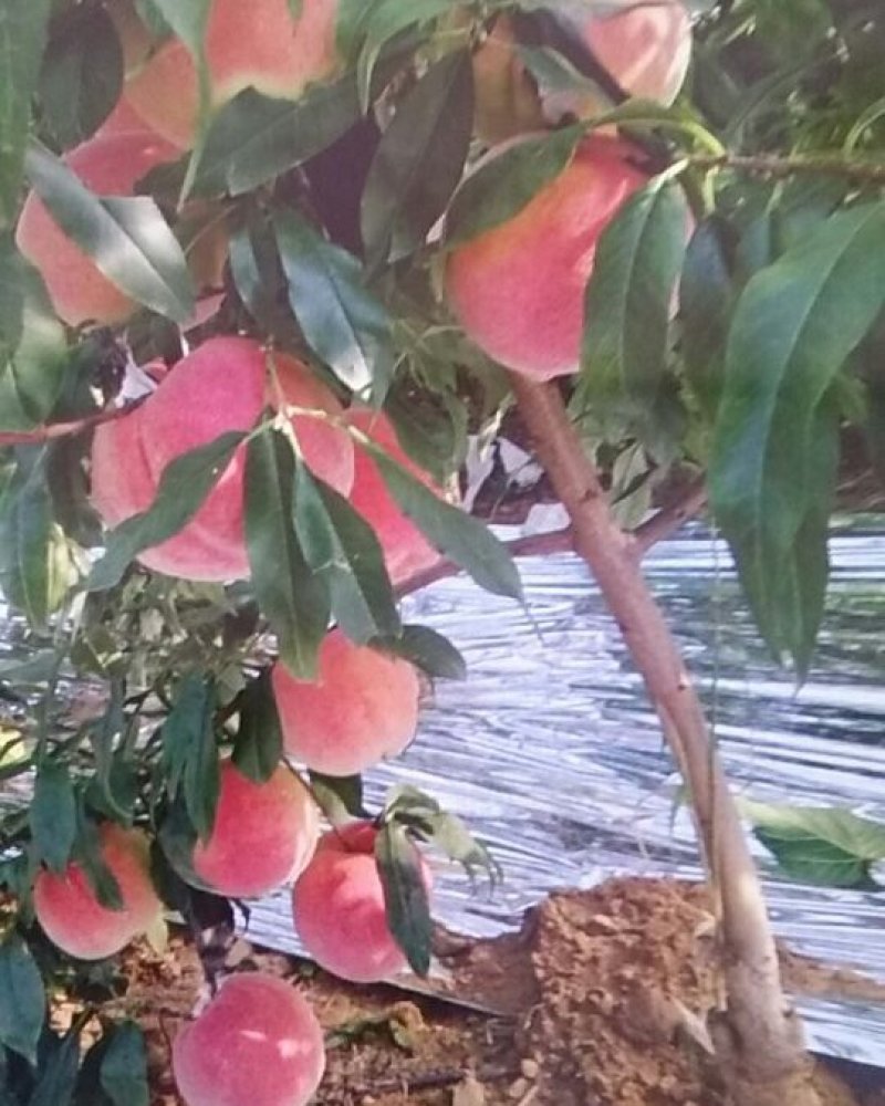 蓟州区中华寿桃以成熟