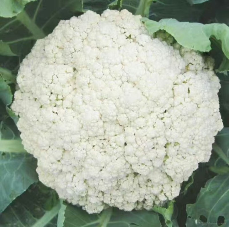 菜花苗有机花菜苗松花菜苗657580100天