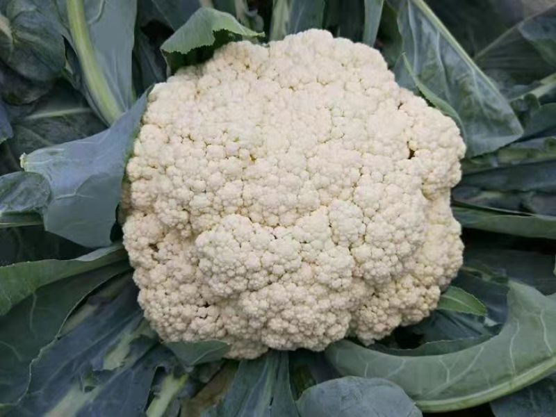菜花苗有机花菜苗松花菜苗657580100天