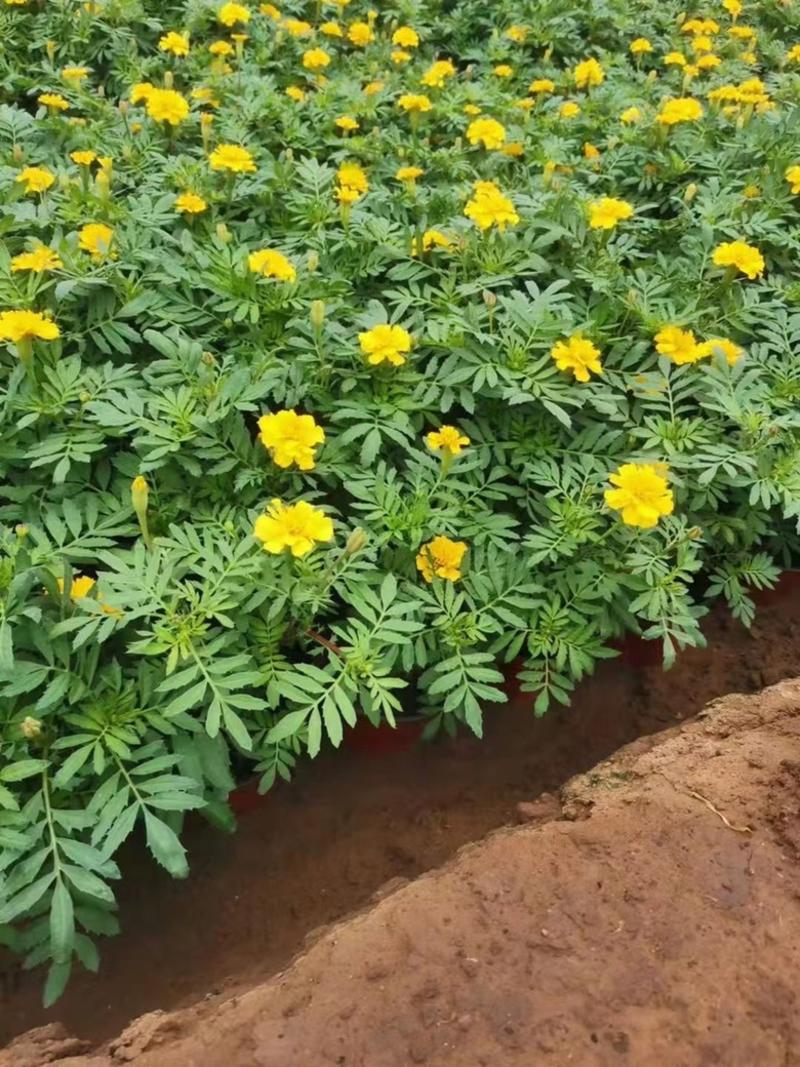 青州孔雀草基地产地直发一手货源各种草花品种齐全