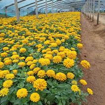 青州孔雀草基地产地直发一手货源各种草花品种齐全