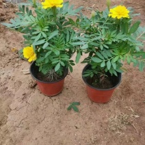 山东孔雀草一手货源产地直发观赏花卉孔雀草供应