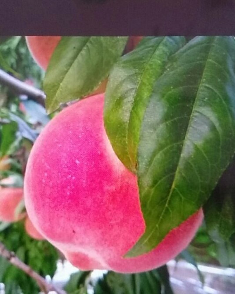 蓟州区中华寿桃以成熟