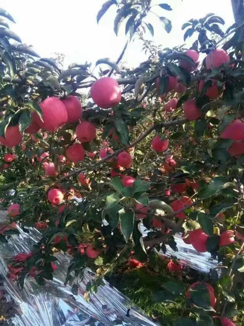 辽宁寒富苹果代发代购产地供货保证质量货源稳定