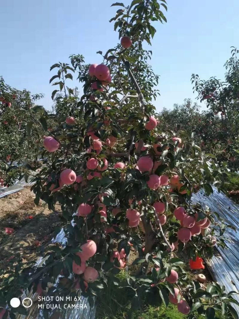 辽宁寒富苹果代发代购产地供货保证质量货源稳定