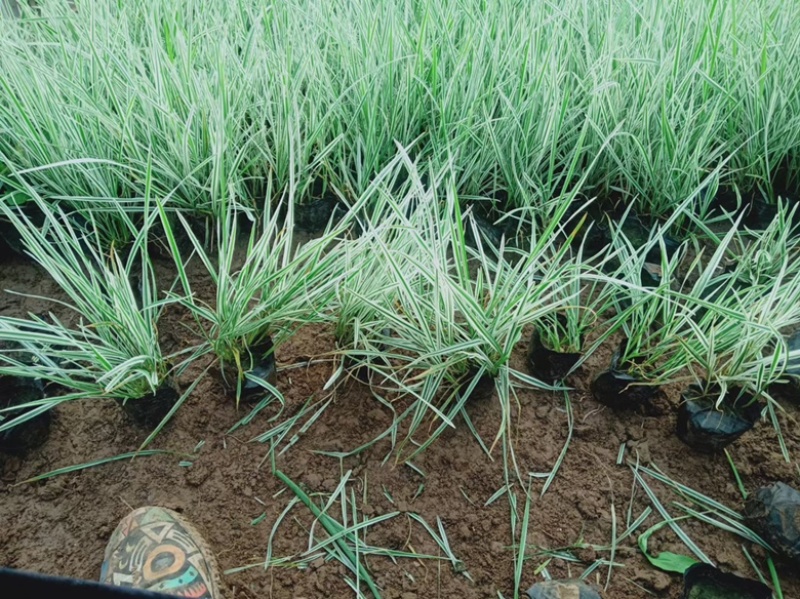花叶燕麦基地花叶燕麦批发产地大量供应优质花叶燕麦