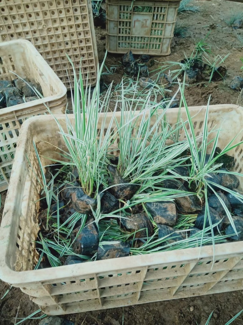 花叶燕麦基地花叶燕麦批发产地大量供应优质花叶燕麦