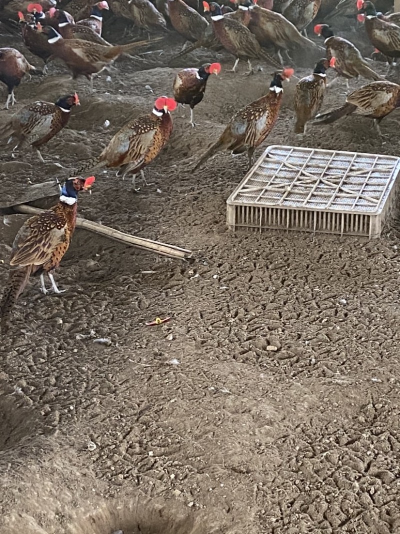 七彩山鸡公鸡母鸡青年鸡批发零售常年有货