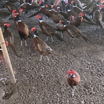 七彩山鸡公鸡母鸡青年鸡批发零售常年有货