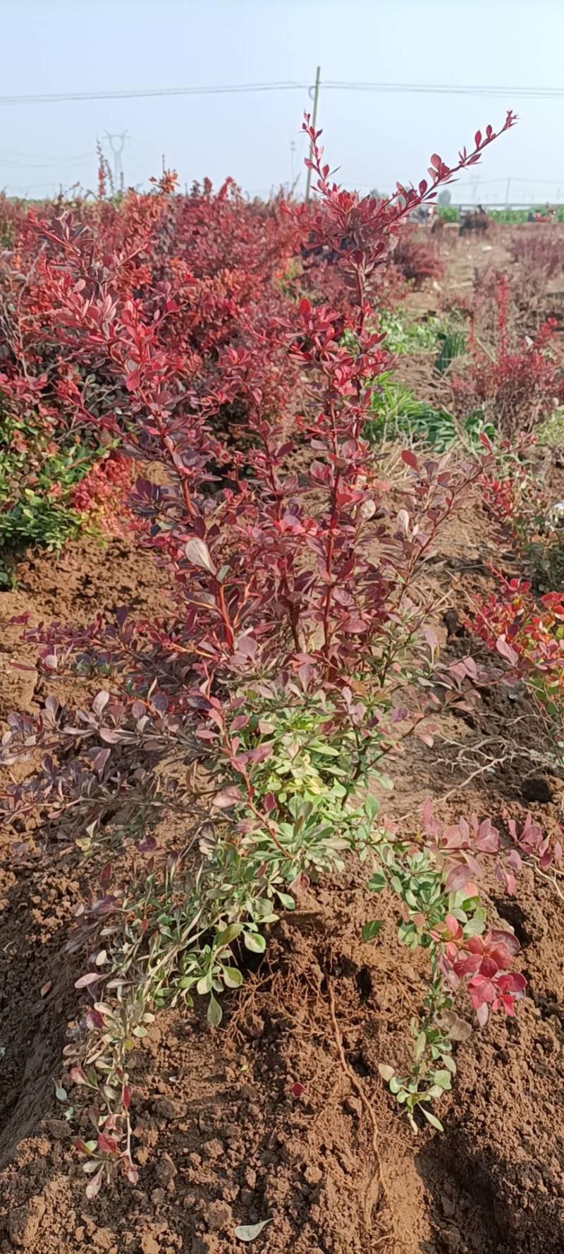 紫叶小檗70/80/100规格齐全成活率高价格优惠