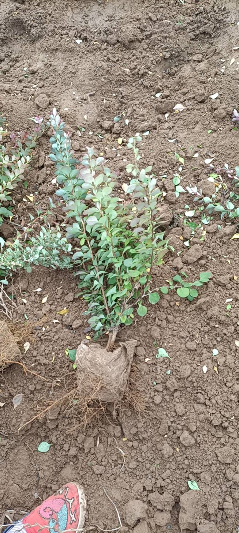 紫叶小檗70/80/100规格齐全成活率高价格优惠