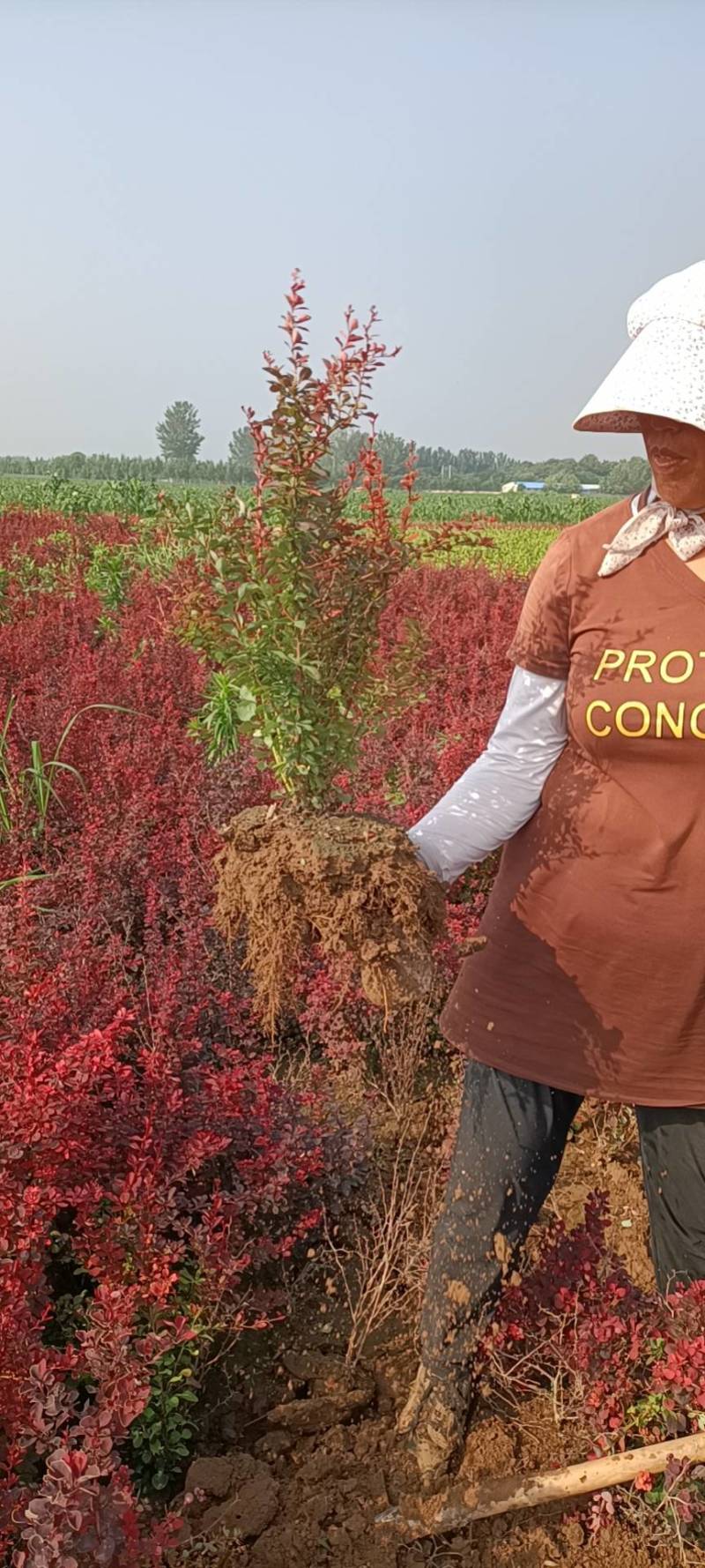 紫叶小檗70/80/100规格齐全成活率高价格优惠