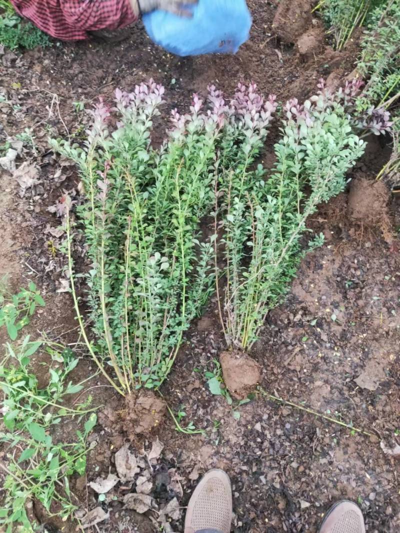 紫叶小檗70/80/100规格齐全成活率高价格优惠