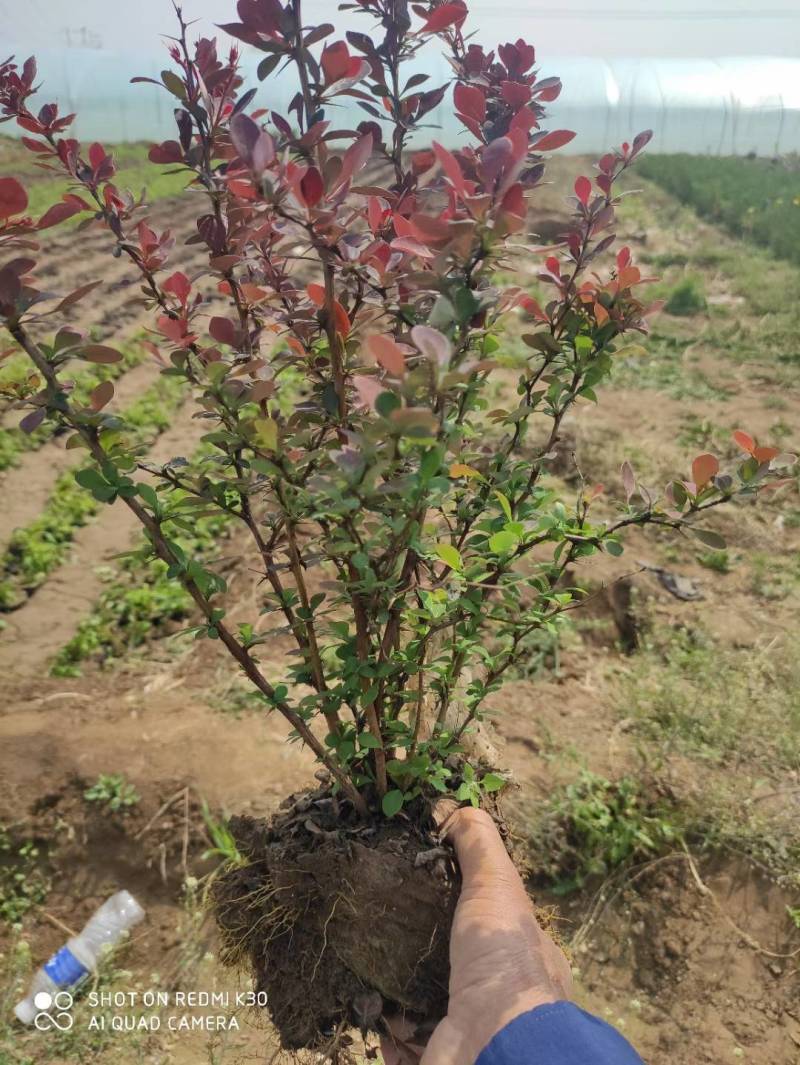 紫叶小檗70/80/100规格齐全成活率高价格优惠