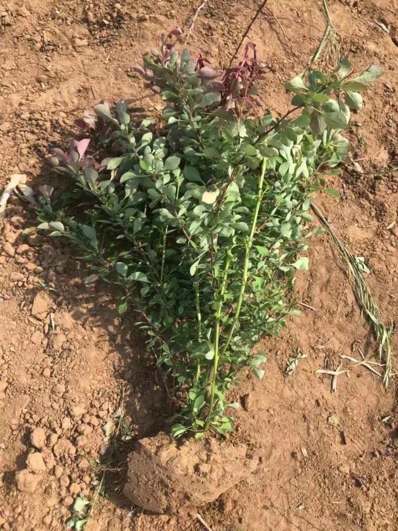 紫叶小檗70/80/100规格齐全成活率高价格优惠