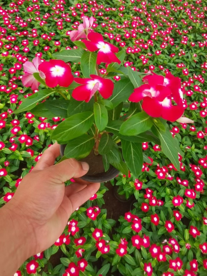 山东长春花基地产地直发长春花育苗基地量大质优