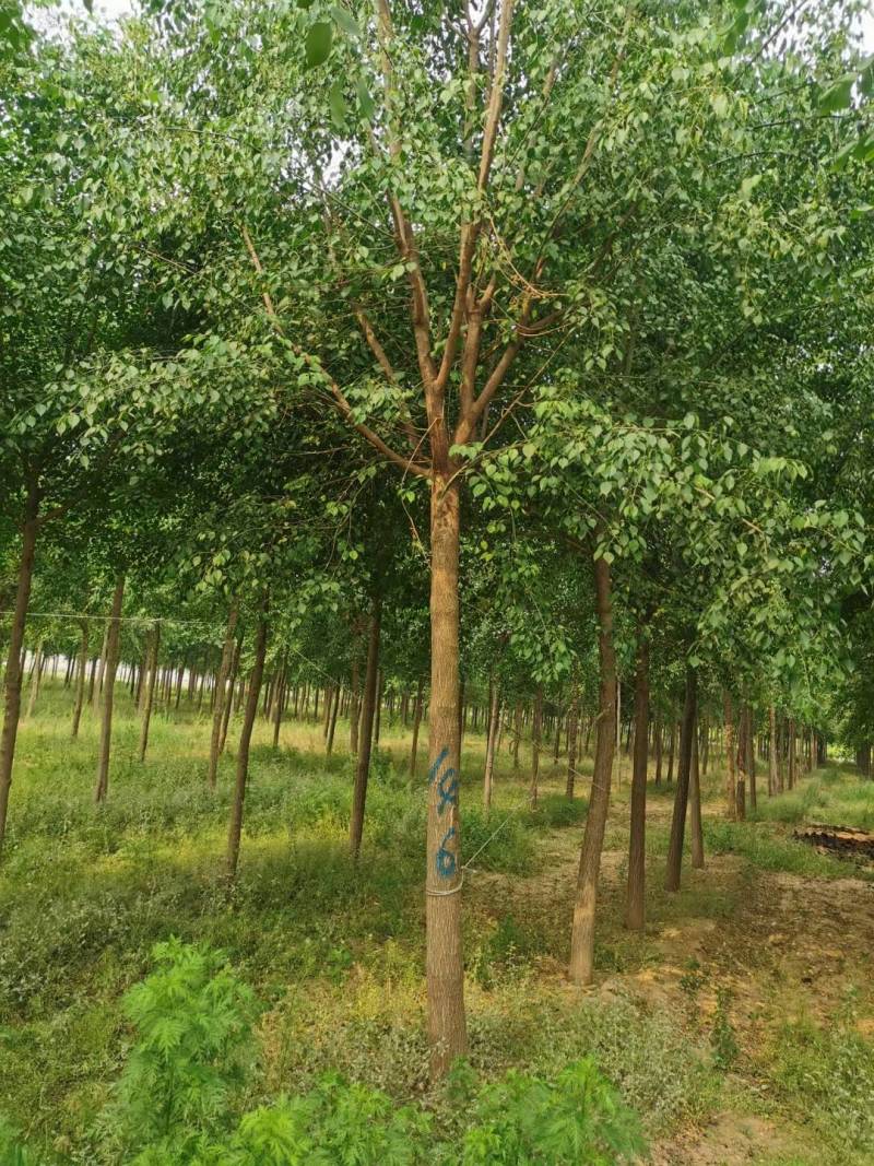 6-15公分丝棉木大量销售中价格优惠质量好数量大