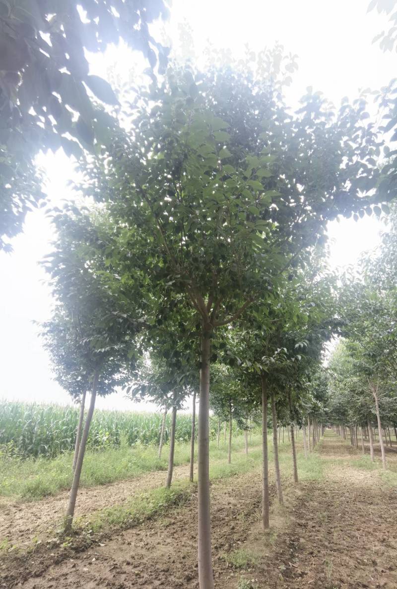 6-15公分丝棉木大量销售中价格优惠质量好数量大