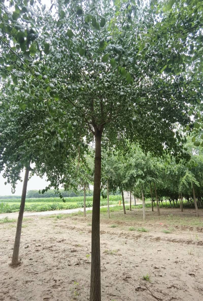 6-15公分丝棉木大量销售中价格优惠质量好数量大