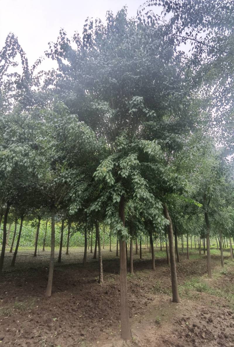 6-15公分丝棉木大量销售中价格优惠质量好数量大