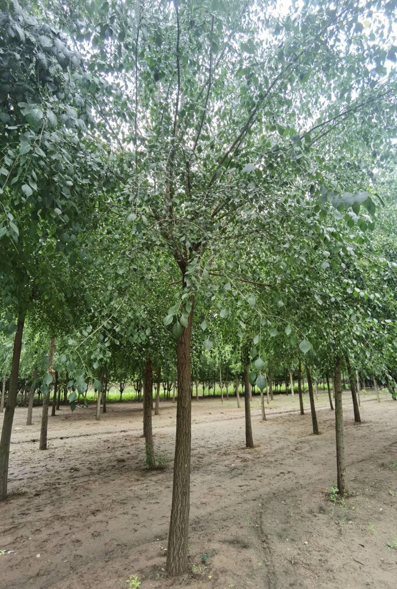 6-15公分丝棉木大量销售中价格优惠质量好数量大