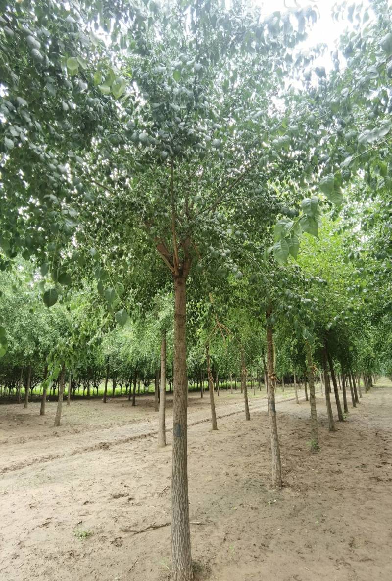 6-15公分丝棉木大量销售中价格优惠质量好数量大