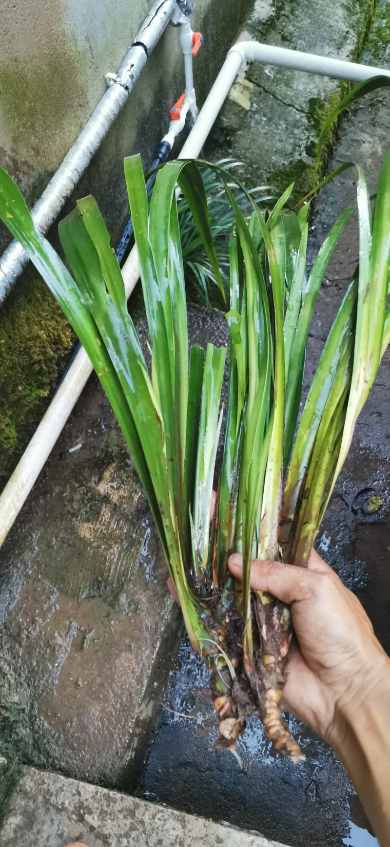 宽叶药用石菖蒲苗，石菖蒲大种苗。全国包邮