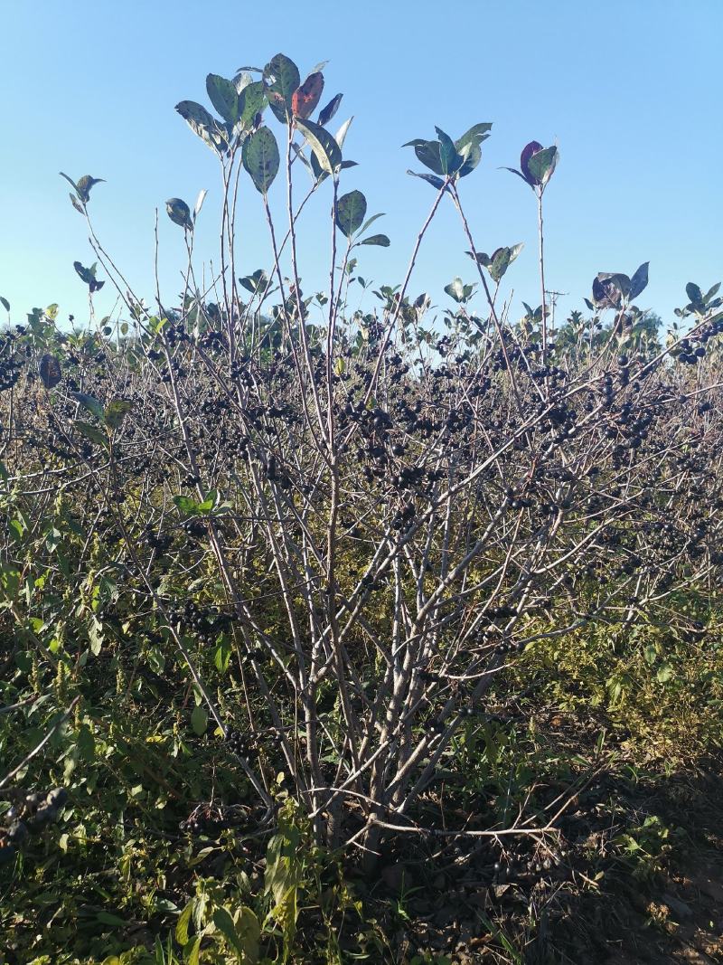 黑果花楸