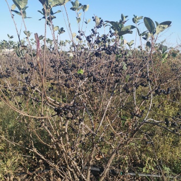 黑果花楸