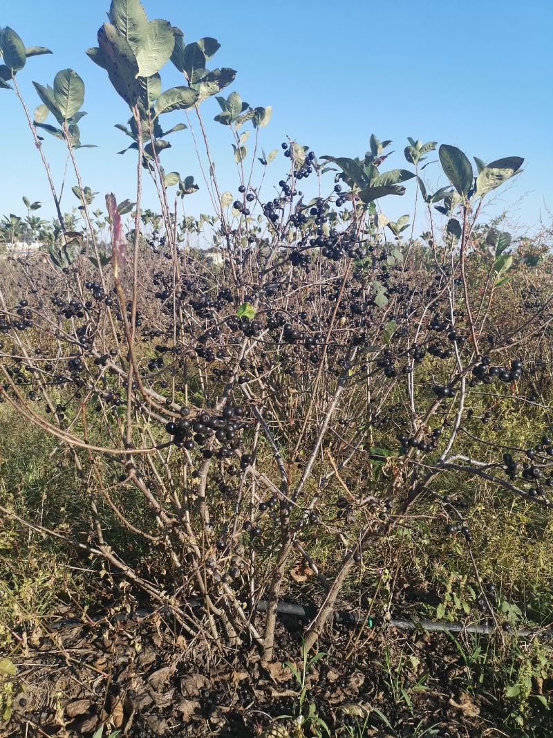 黑果花楸