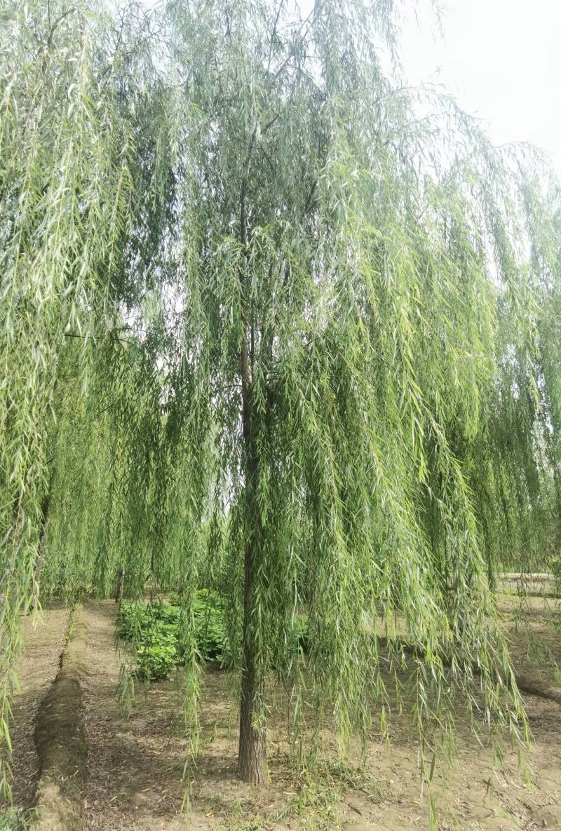 3-20公分垂柳大量销售中价格优惠质量好数量大