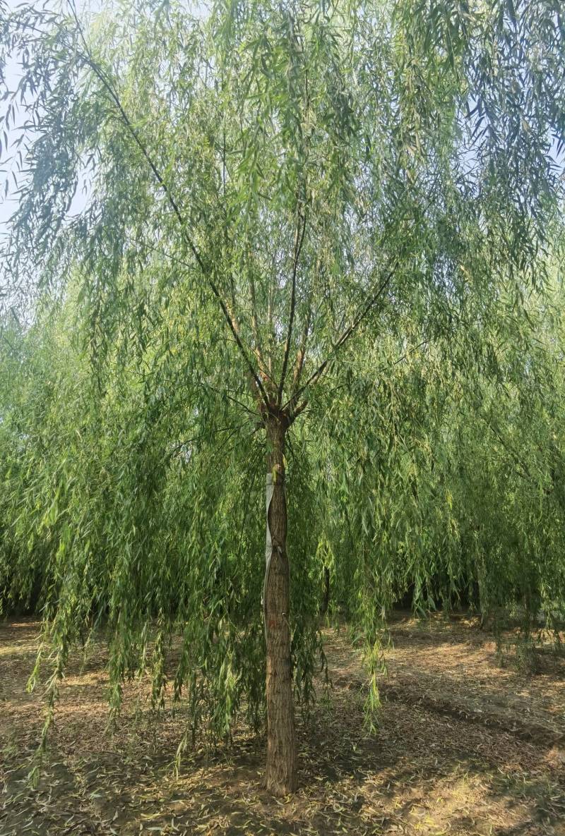 3-20公分垂柳大量销售中价格优惠质量好数量大