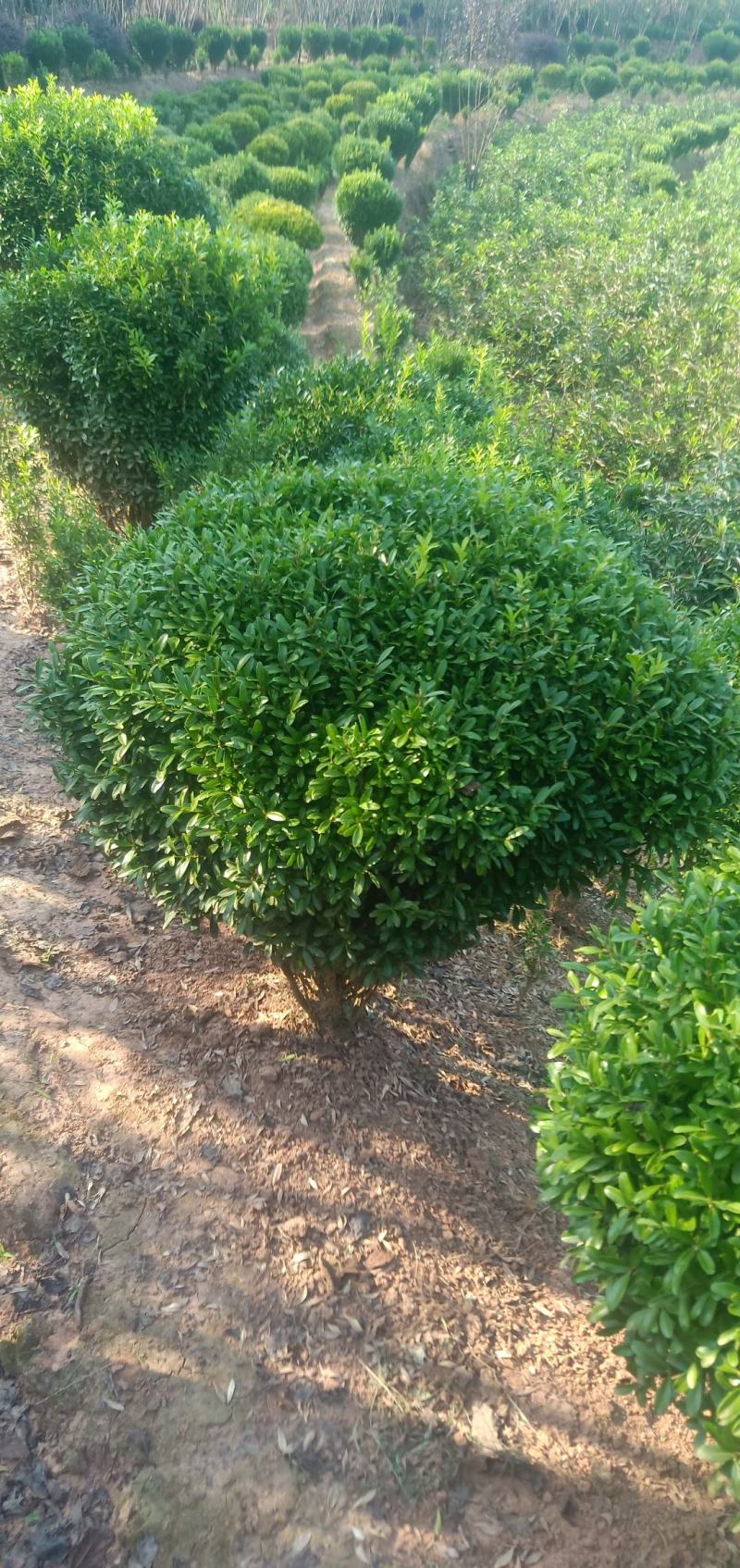 雀舌黄杨球，自家地里的货，现场看苗选购，量大从优。