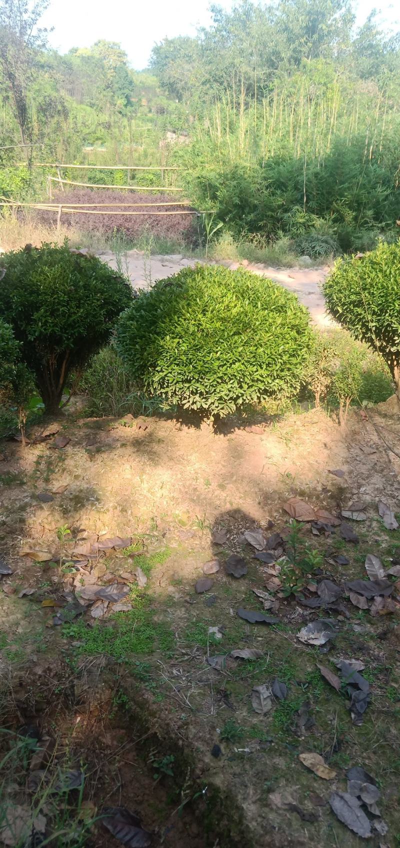 雀舌黄杨球，自家地里的货，现场看苗选购，量大从优。
