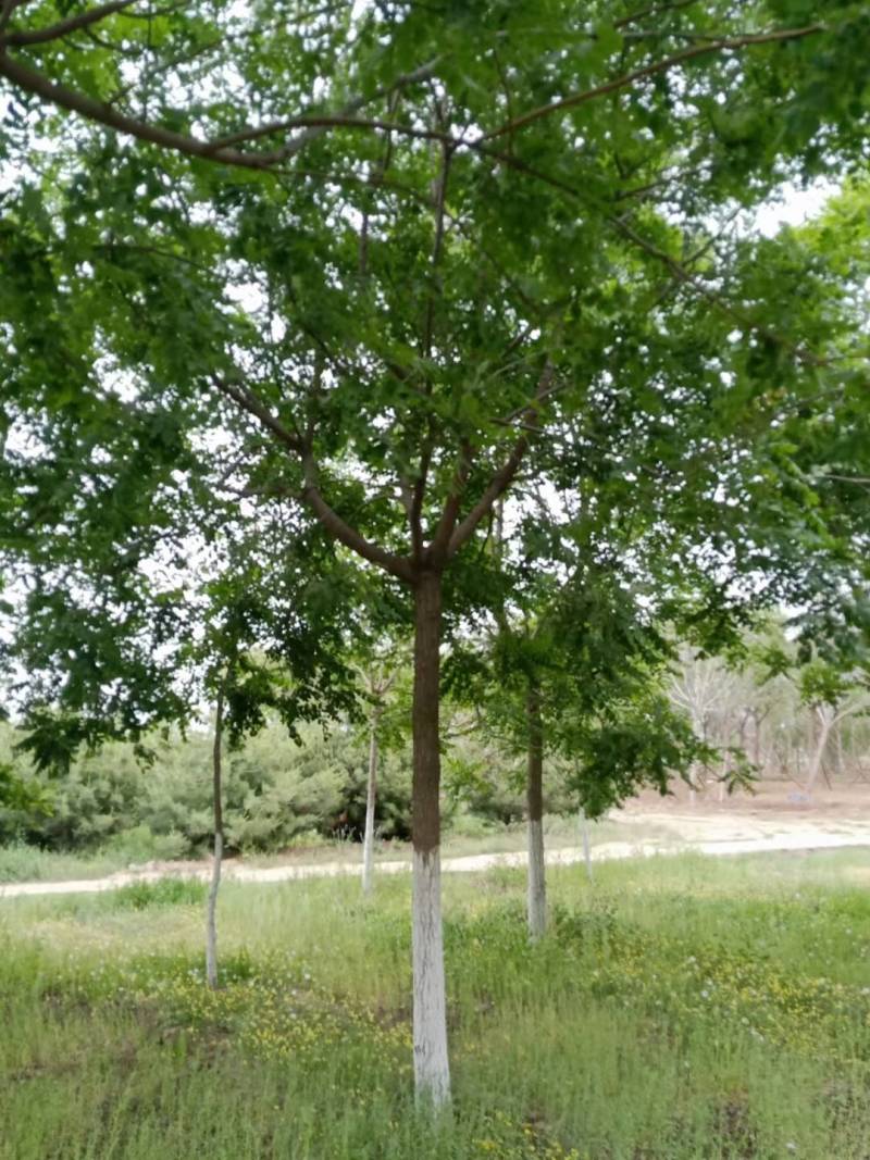 栾树北栾树北京栾大量销售中价格优惠质量好数量大质量好