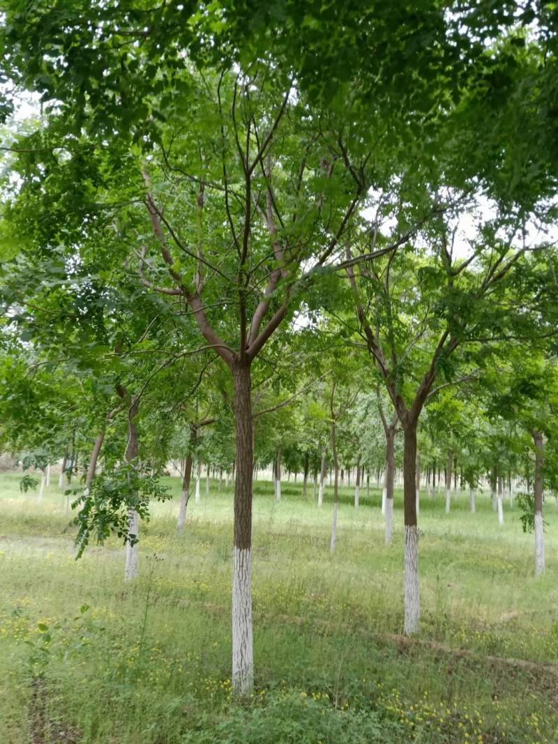 栾树北栾树北京栾大量销售中价格优惠质量好数量大质量好
