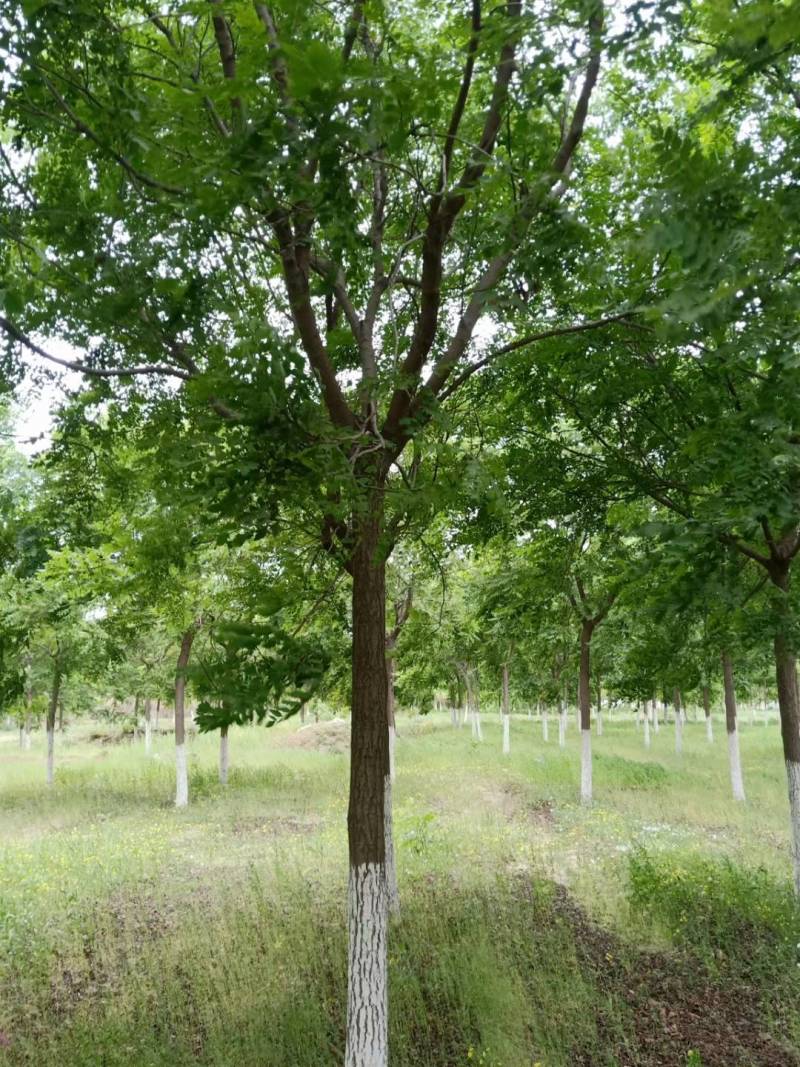 栾树北栾树北京栾大量销售中价格优惠质量好数量大质量好