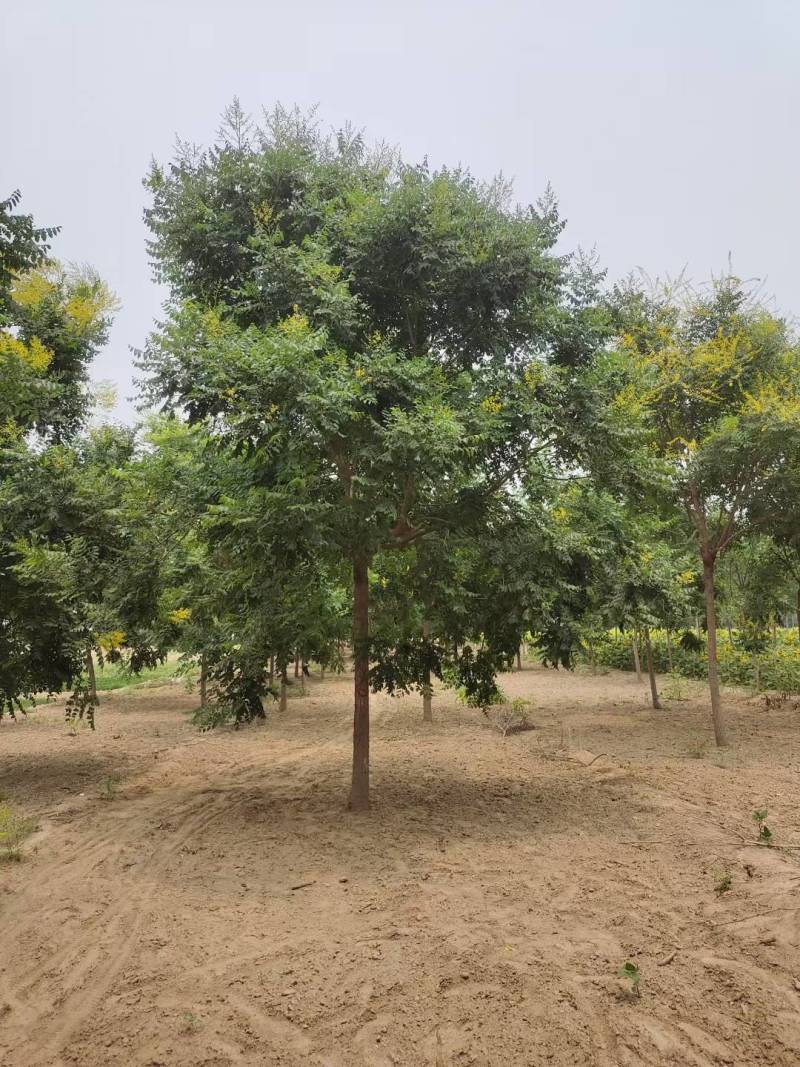 栾树北栾树北京栾大量销售中价格优惠质量好数量大质量好