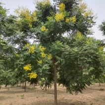 栾树北栾树北京栾大量销售中价格优惠质量好数量大质量好